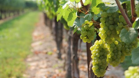 Виноградарство на Одещині: розвиток і перспективи - 285x160