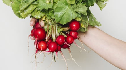 Редиска за 25 днів — простий спосіб виростити овоч вдома - 285x160