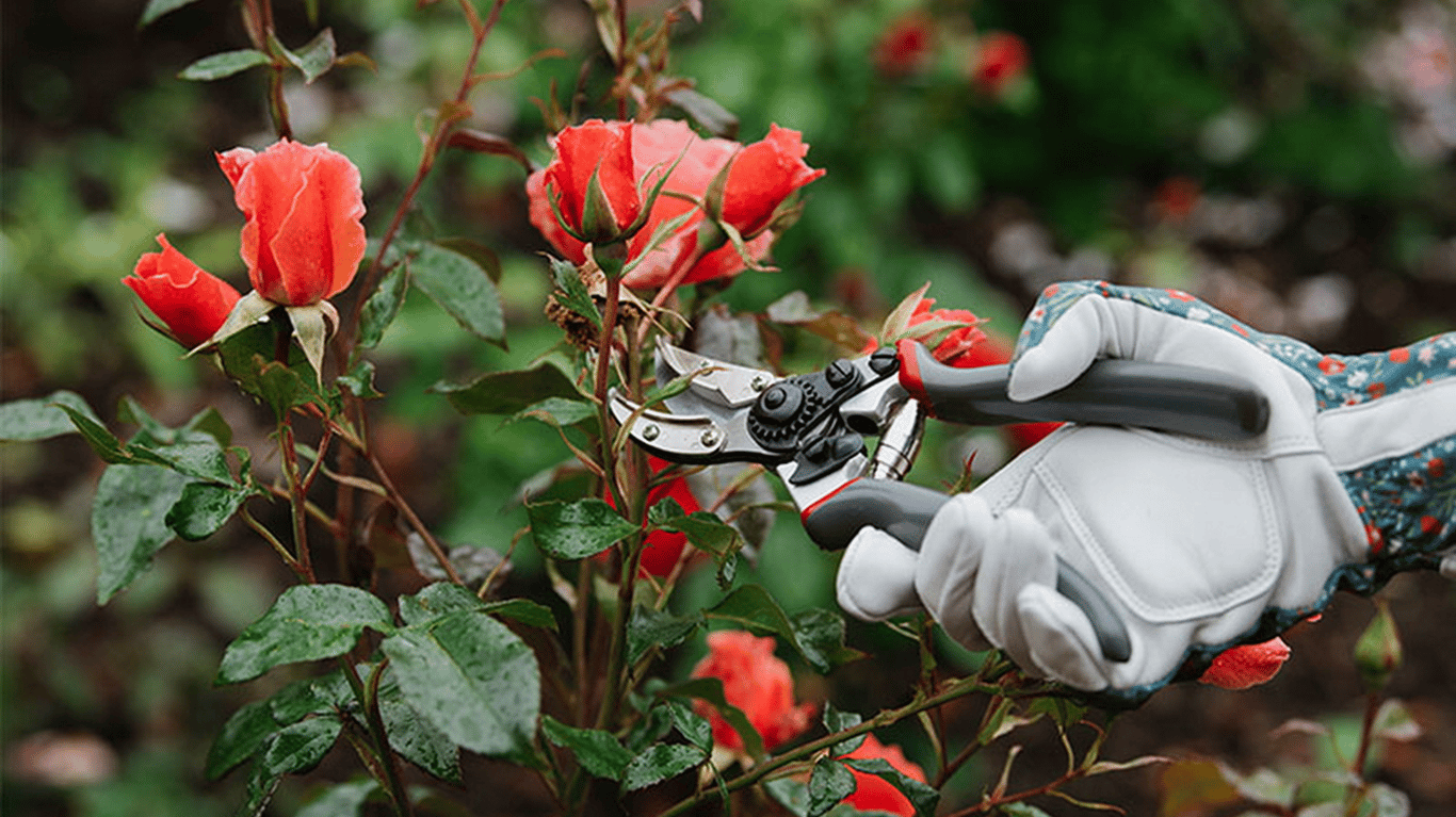 Людина підрізає бутони троянди.