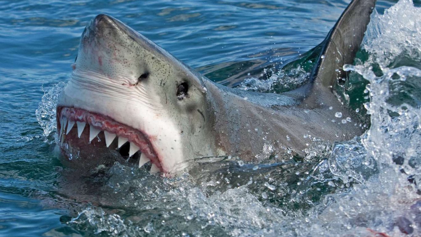 В Тихом океане акулы потопили катамаран русских путешественников