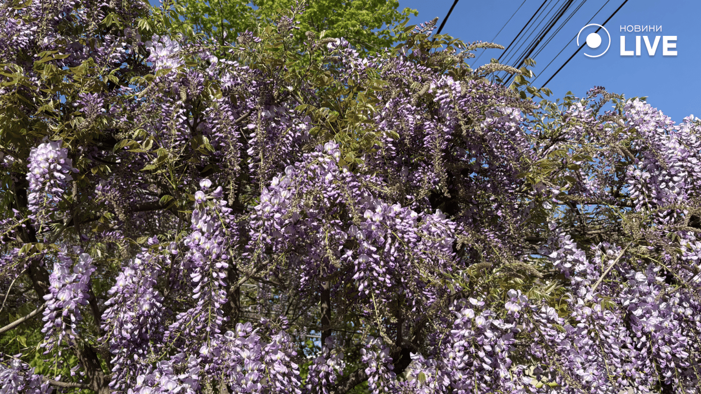 Цвітіння рожево-фіолетової гліцинії 