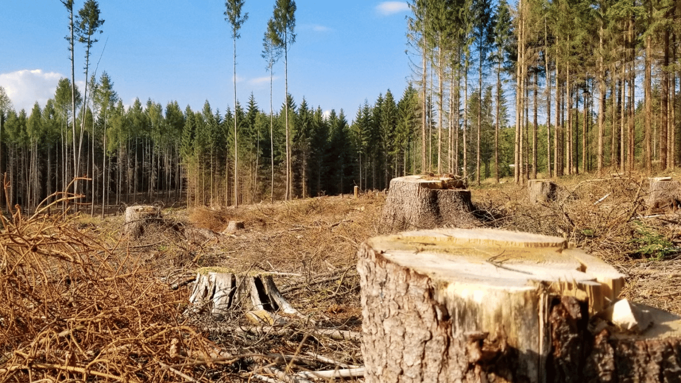 Леса Николаевской области незаконно перешли в коммунальную собственность