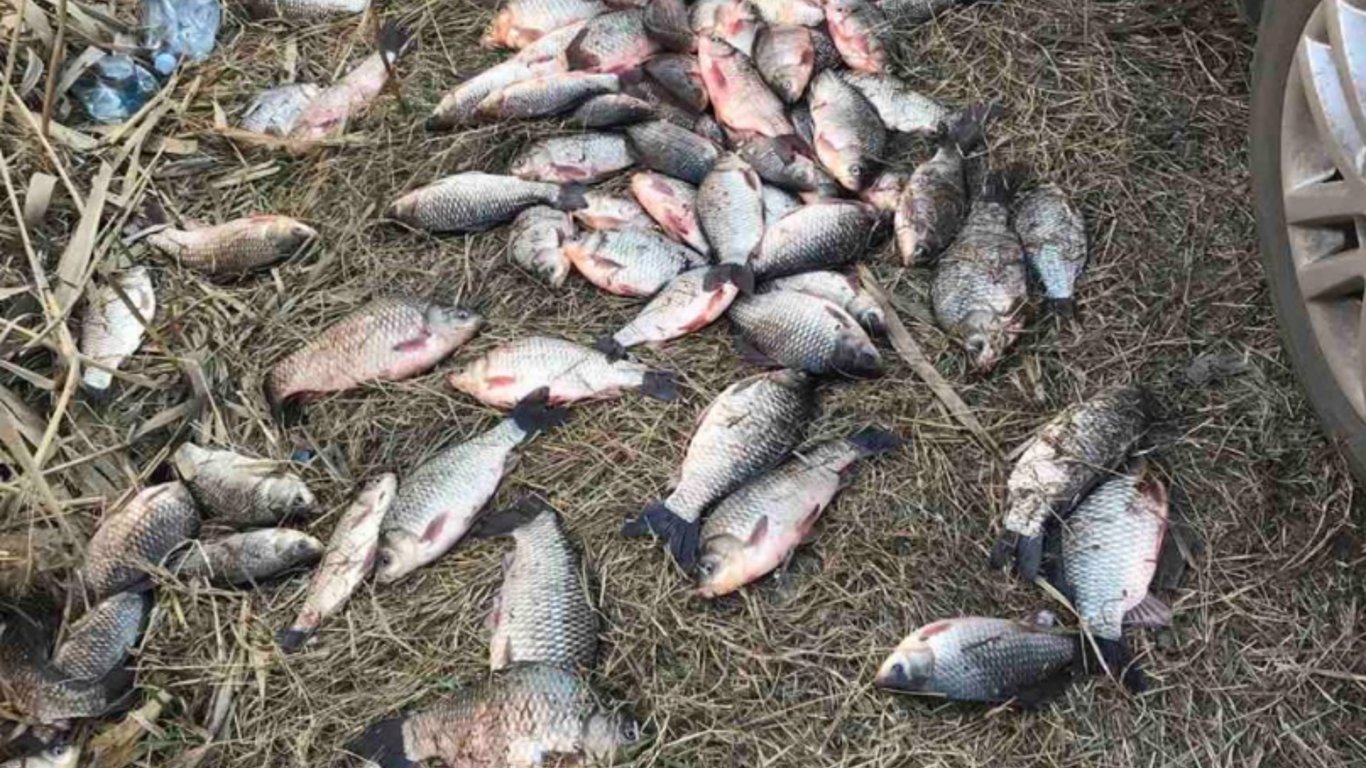 Наловив риби майже на 120 тисяч гривень — у Миколаєві затримали браконьєра