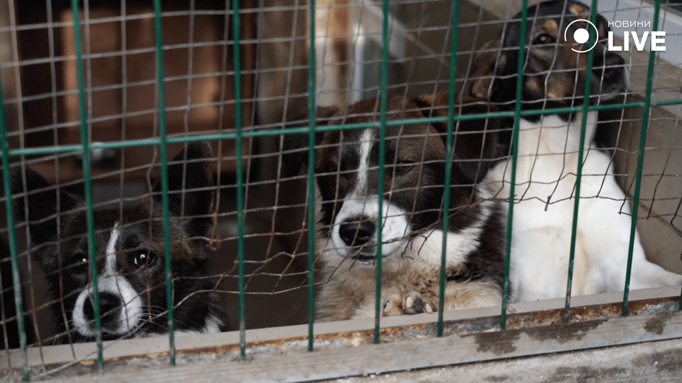 Тварини у притулку 