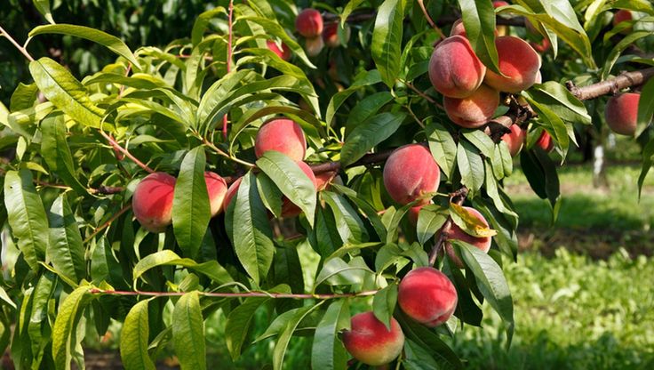 Персиковое дерево с хорошим урожаем