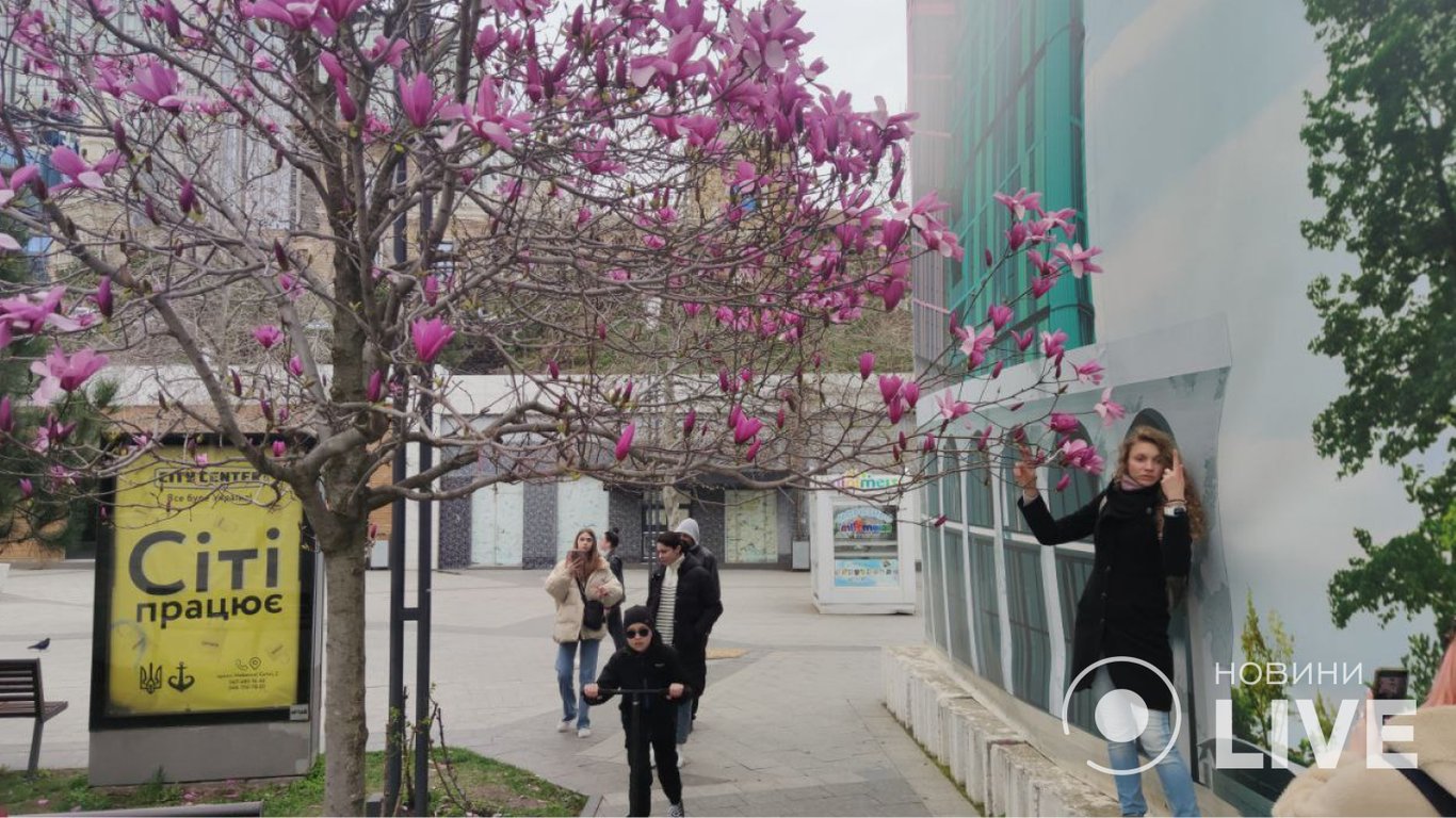 В Одессе цветет магнолия: где можно полюбоваться цветами
