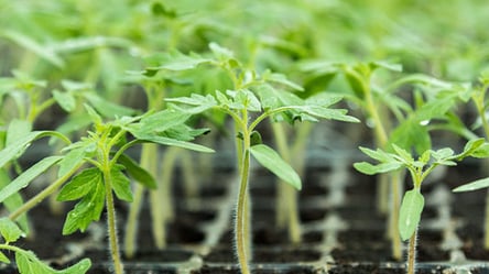 Минипарник за 5 минут — как сделать для рассады из бутылки - 285x160