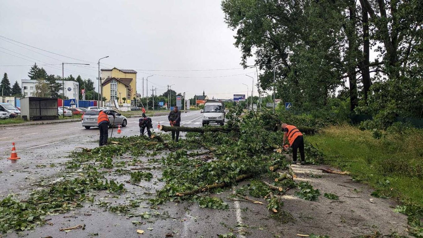Во Львове из-за непогоды 23 июня обрушены 100 деревьев