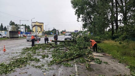 Поваленные деревья и поврежденные дома — во Львове ликвидируют последствия непогоды - 285x160