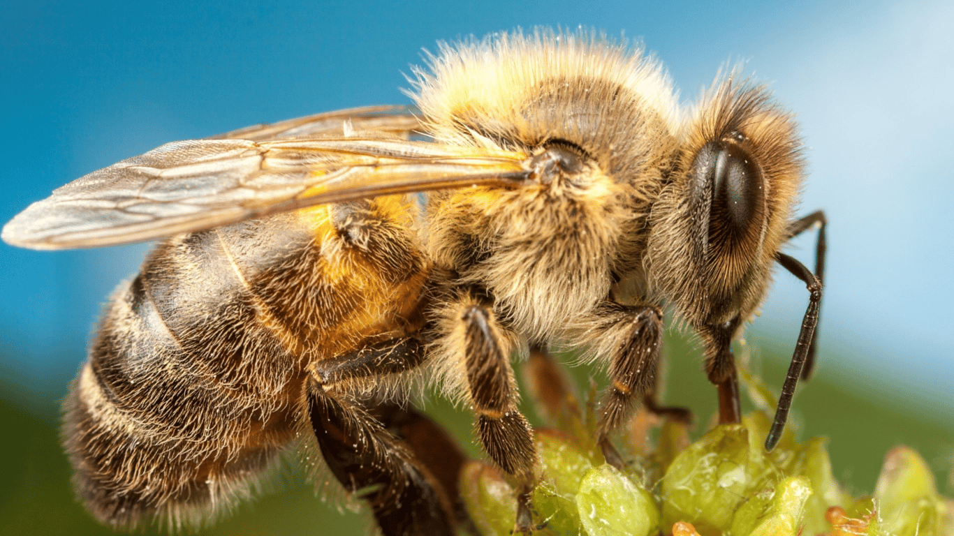 Вчені з'ясували, що відбувається у мізках бджіл