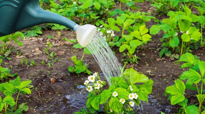 Человек, поливающий клубнику