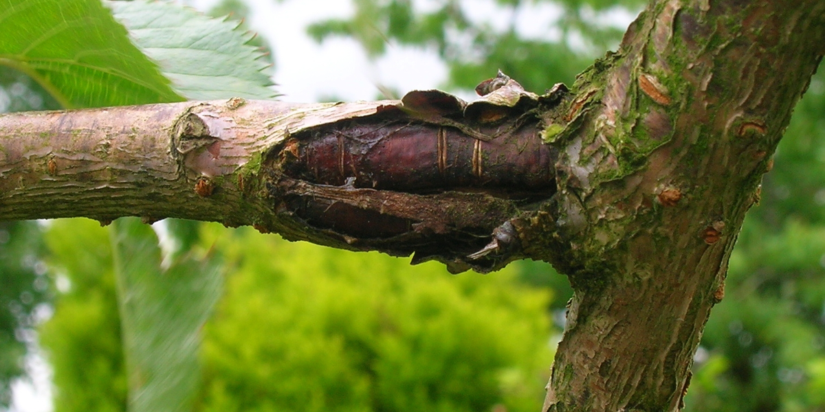 Бактериальный рак