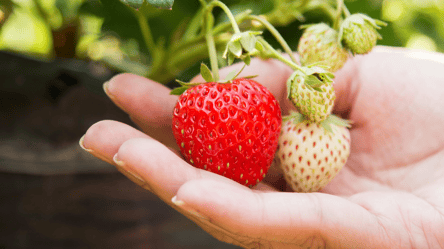 Почему важно обрезать клубнику в августе — советы садоводам - 285x160