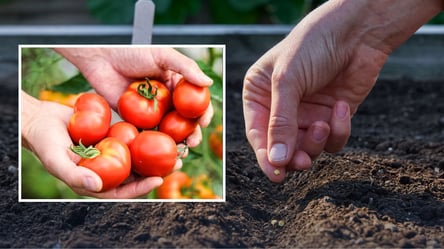 Ці сорти томатів не бояться примх погоди — що посадити 2026 року - 290x160