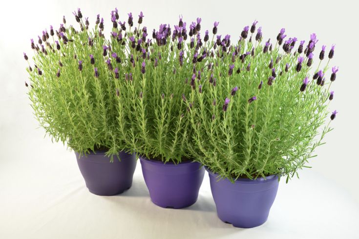 Три лаванды в горшках