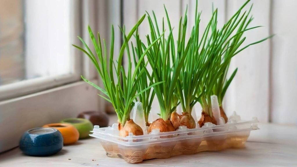 Лук на окне