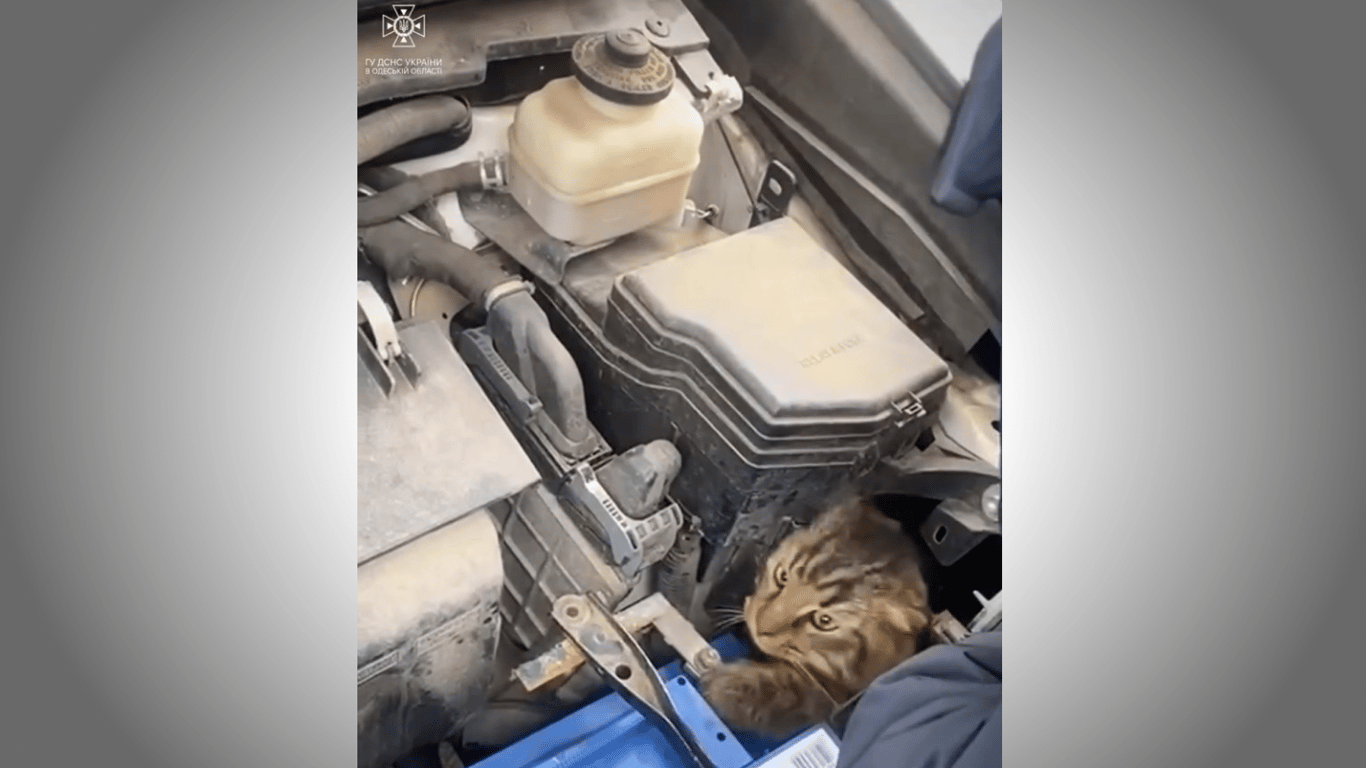 Одесские спасатели высвободили кота из-под капота автомобиля — подробности