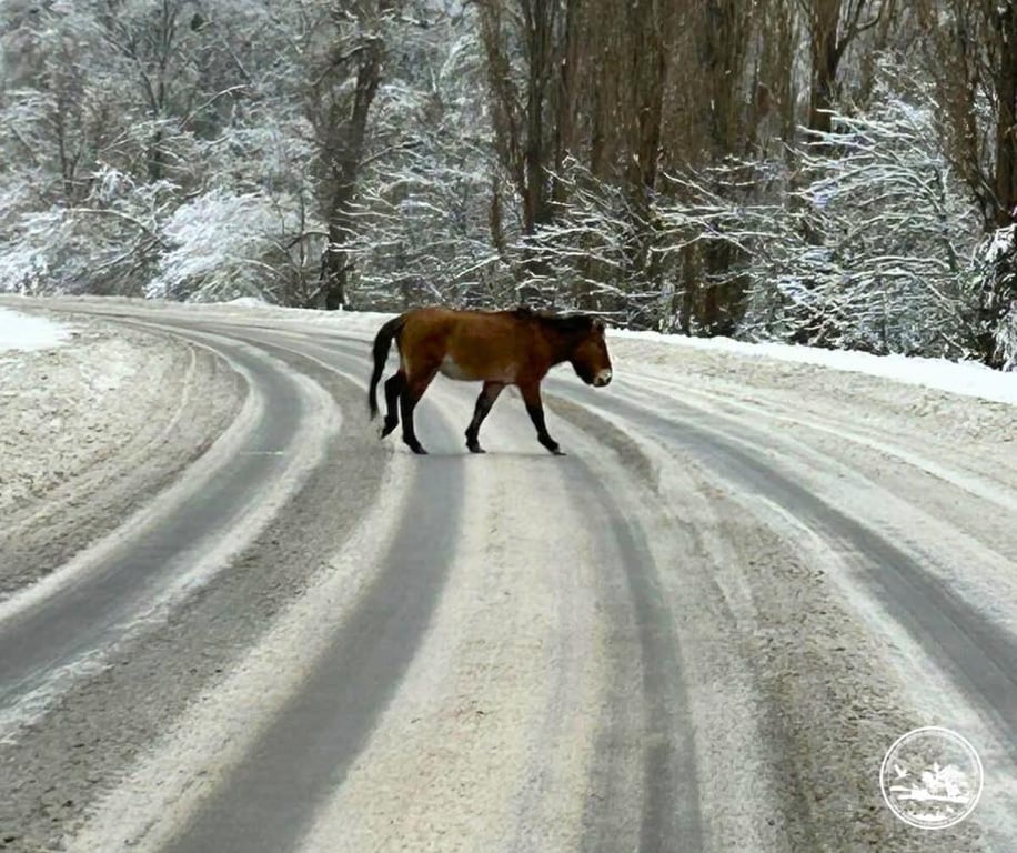 Кінь Пржевальського