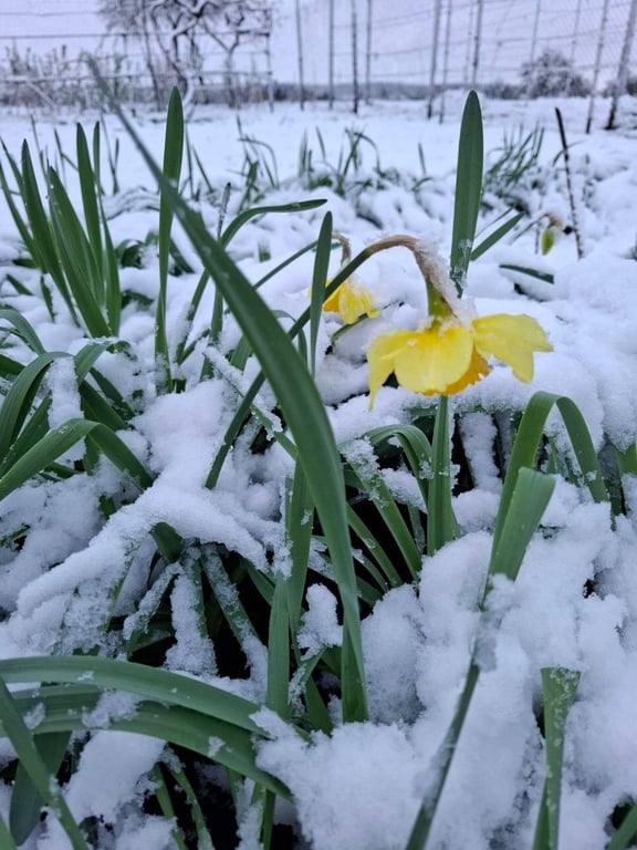 В Україні випав сніг