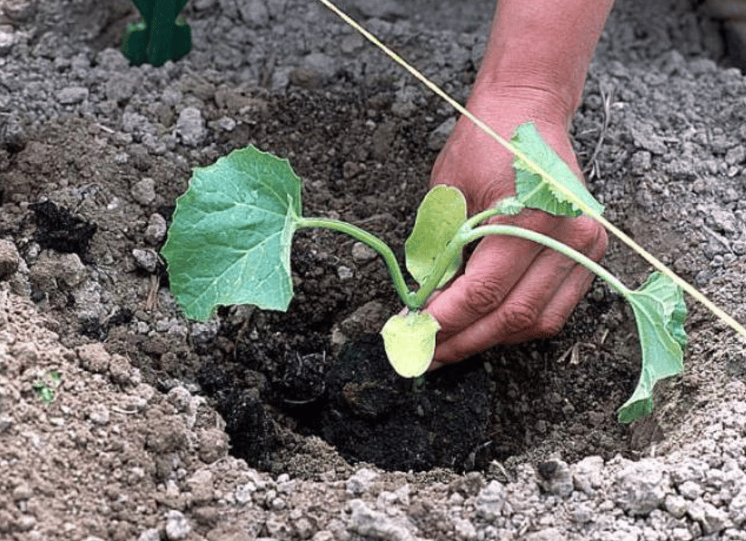 Растение арбуза