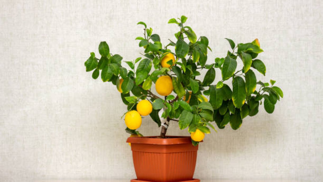 Лимонне дерево з жовтими плодами у горщику.