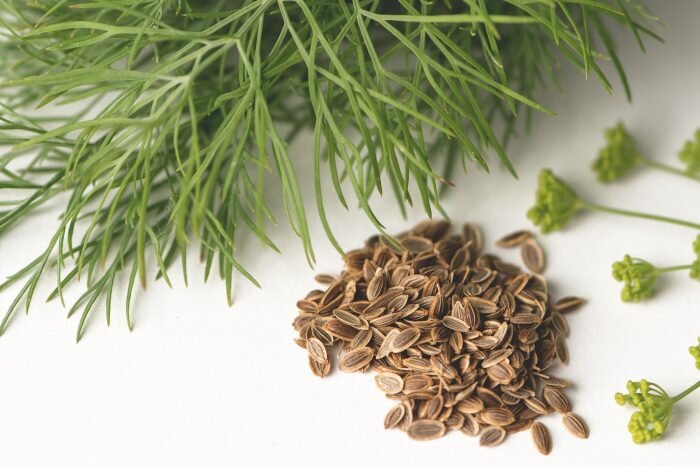 Семена укропа на столе