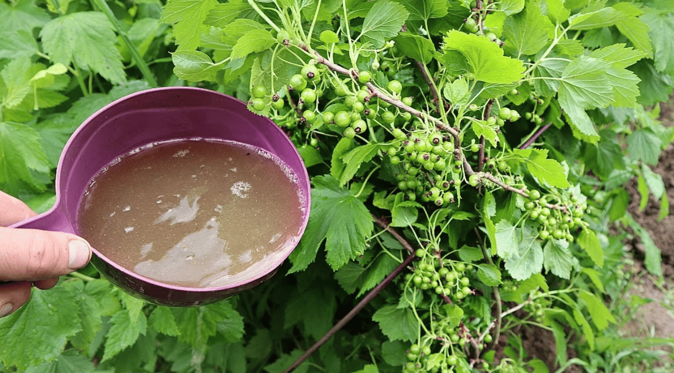 Полив смородины