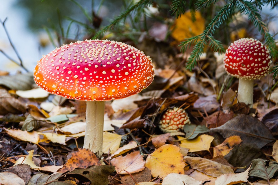 Ядовитый мухомор в лесу