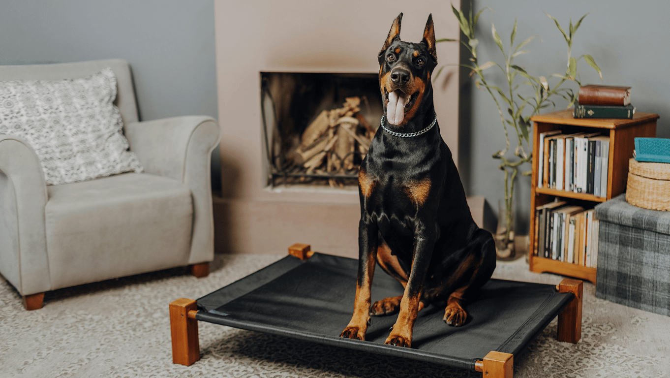 Яка порода собак найрозумніша