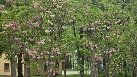 В Центральном парке Харькова зацвели сакуры (фоторепортаж) - 304x171