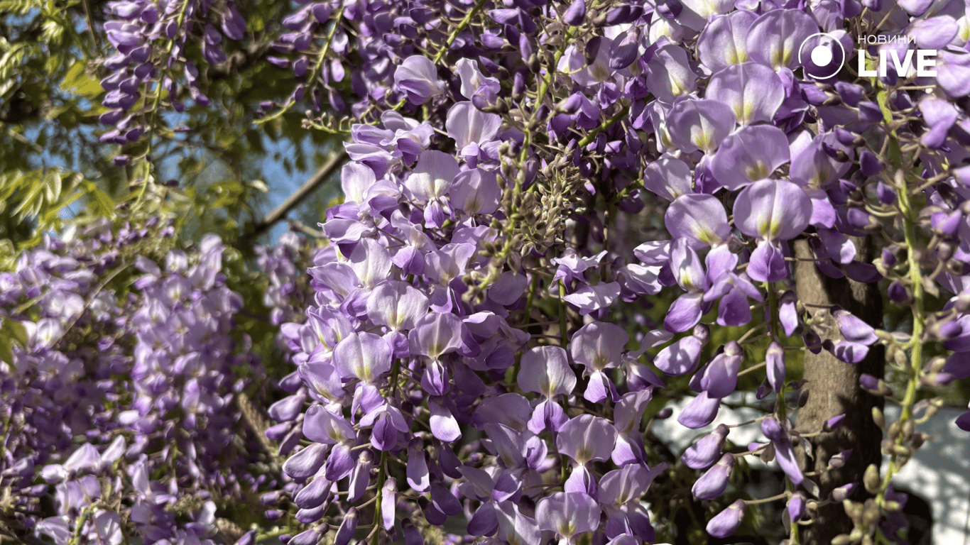 В Одесі зацвіли рожево-фіолетові гліцинії 