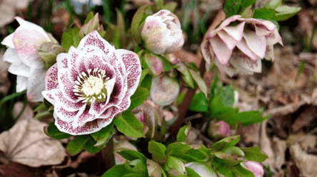 Зимовий морозник — що це за квітка і як її виростити в саду - 285x160