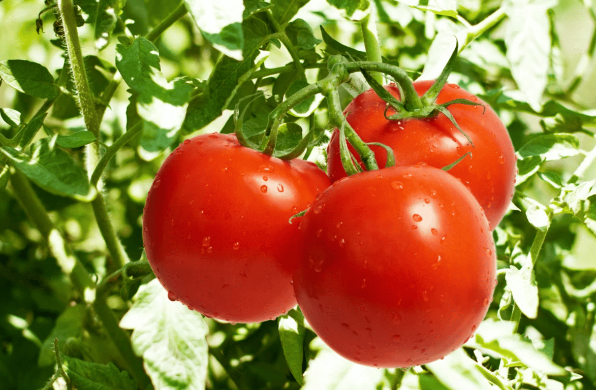 Помидоры