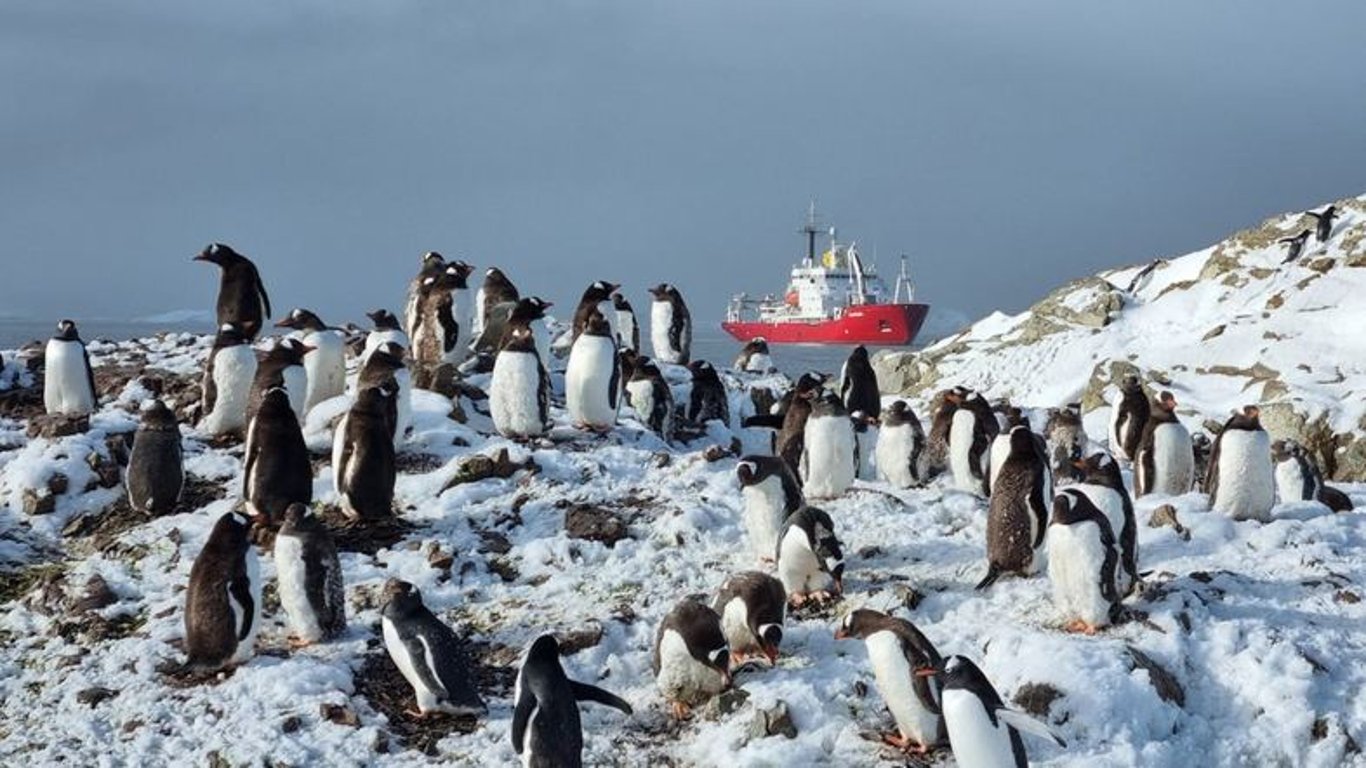 Українські полярники перерахували пінгвінів, які живуть поблизу станції "Академік Вернадський"