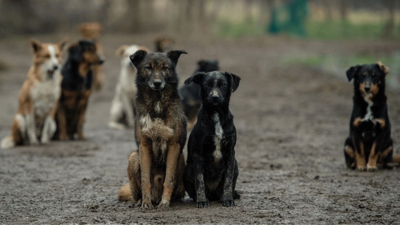 У Росії пропонують відправляти безпритульних собак на війну в Україну