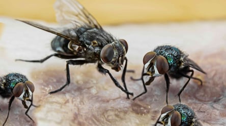 Як позбутися мух в домі — лише перевірені лайфхаки - 285x160