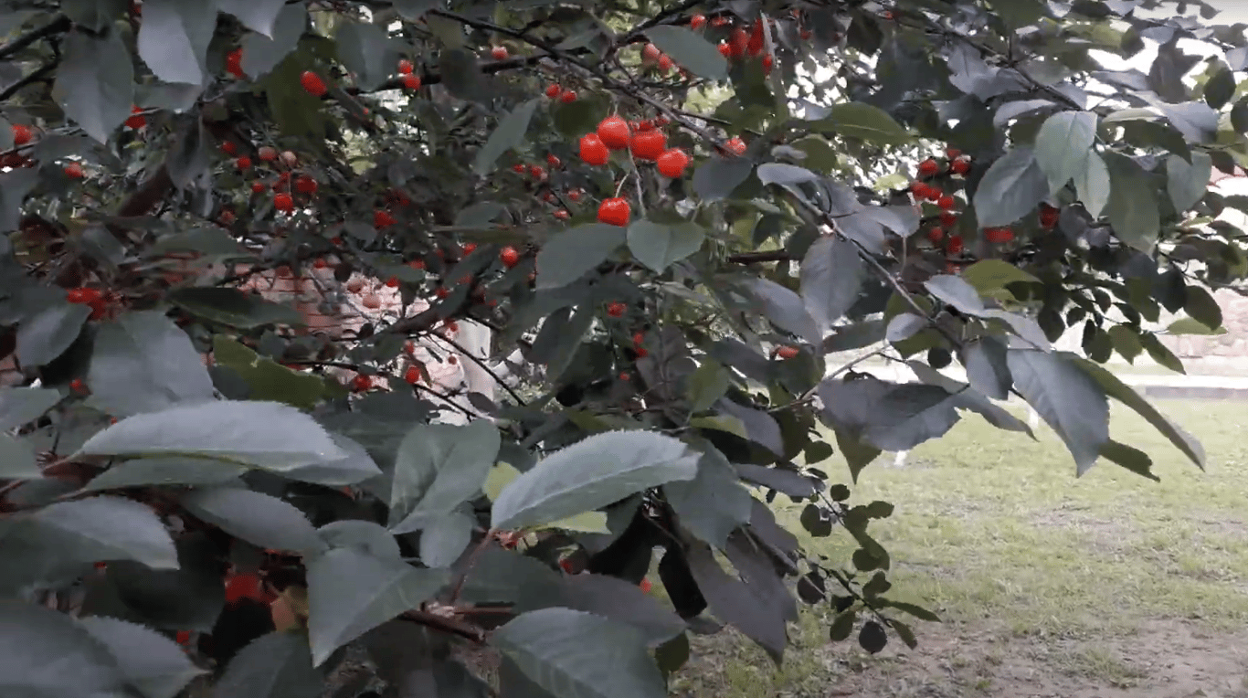 Плодовое дерево в саду