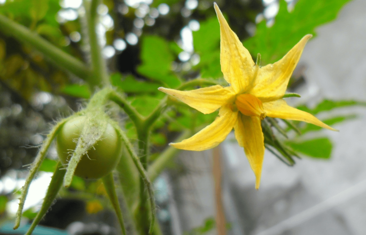 How and when to fertilize tomatoes for a big harvest