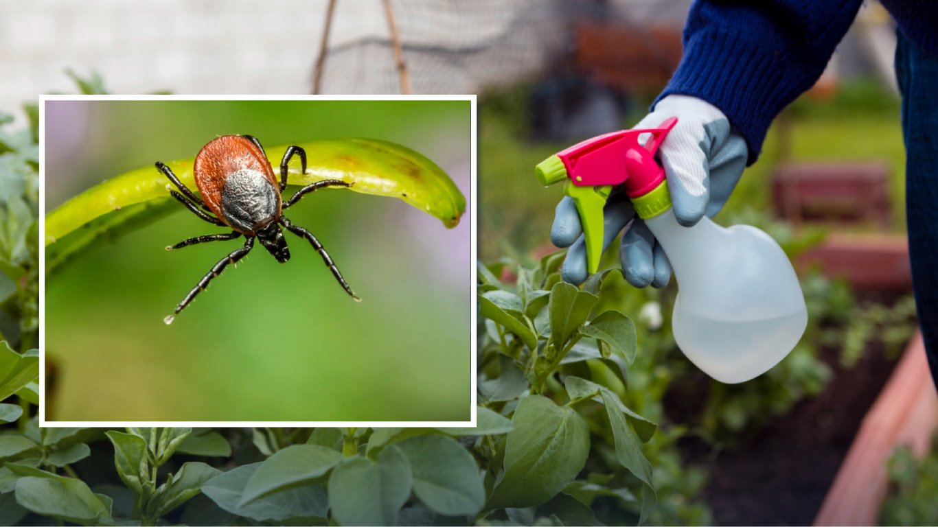 Як захистити ділянку від кліщів: прості правила і доступні засоби