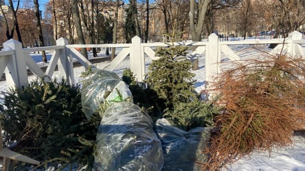 Куди подіти ялинку після свят — пункти прийому у Києві - 285x160