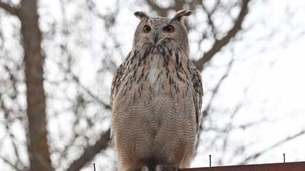 На Одещині у дельту Дунаю випустили пугачів — фото - 290x166