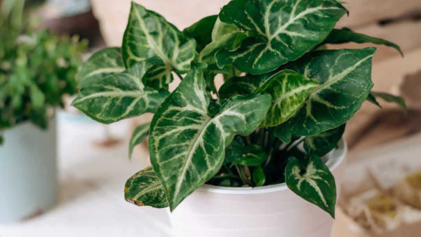 Сингоніум із зеленим листям у білому горщику.