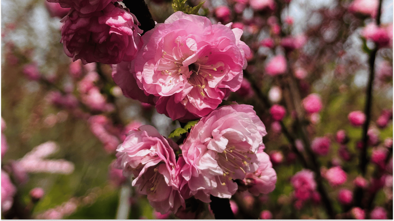 Холодная зима на Одесчине может повредить урожай фруктов: прогнозы
