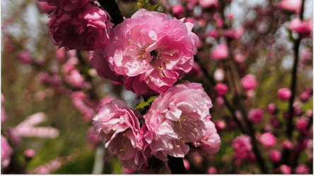 Холодная зима на Одесчине может повредить урожай фруктов: прогнозы - 285x160