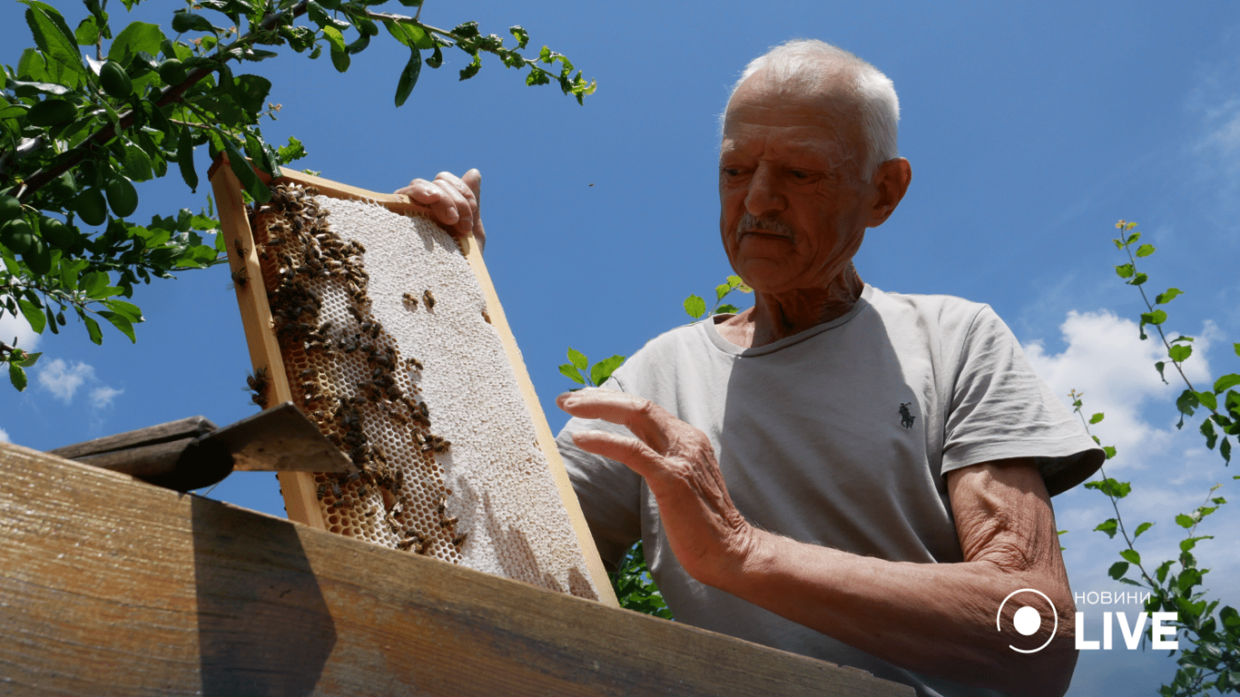 Горячая пора для пчеловодов: будет ли Украина и Одесчина с медом