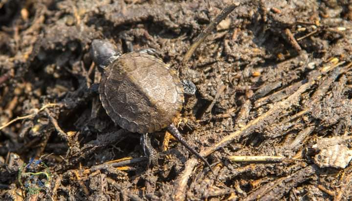 На Тузлівських лиманах прокинулись червонокнижні черепахи — подробиці - фото 2