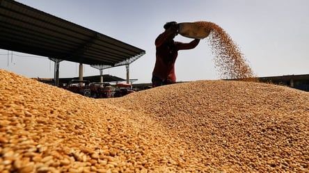 Увеличение цены на зерно на 1% приводит к голоду 10 миллионов человек — ООН - 285x160