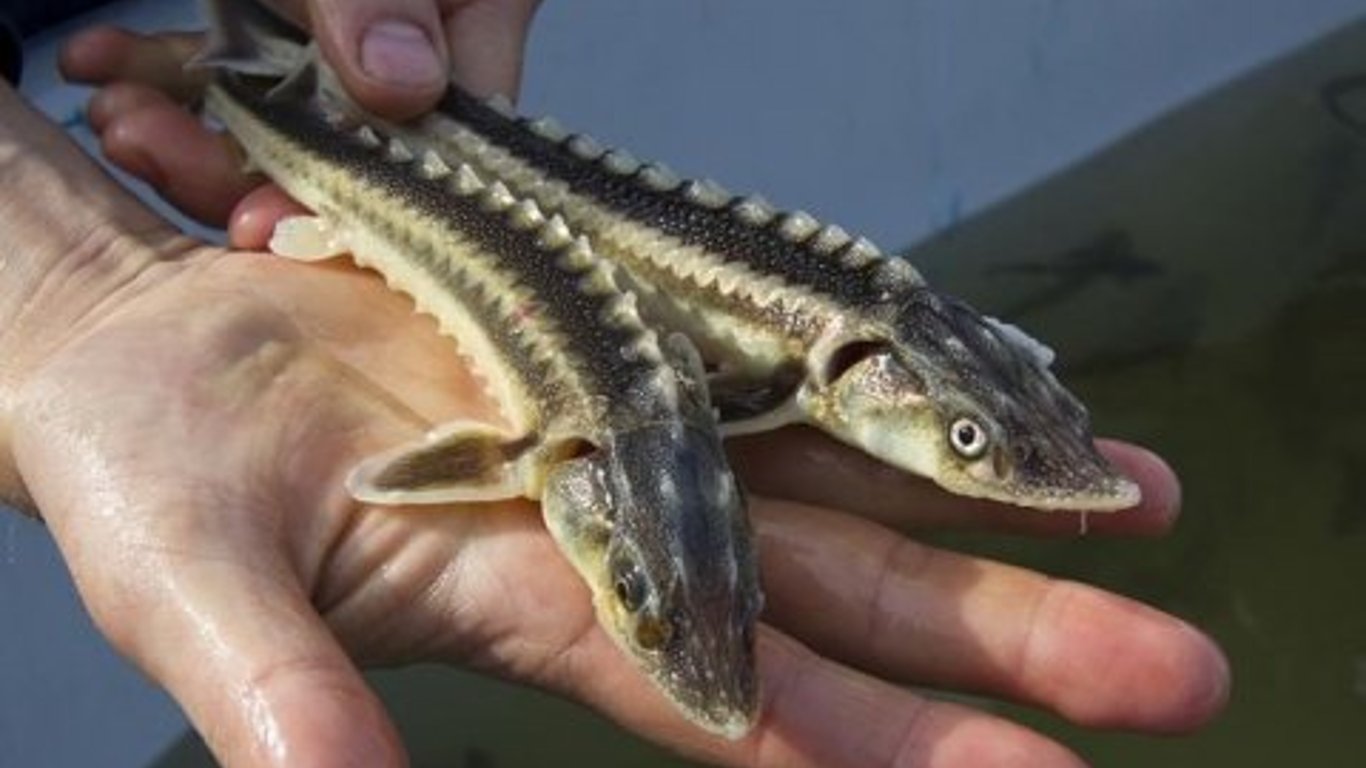 Популяція осетрових видів на Одещині у критичному стані: як врятувати червонокнижну рибу