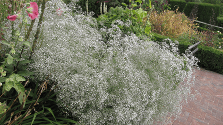 Як виростити гіпсофілу — прості правила для рясного цвітіння - 285x160