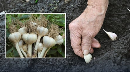 Три найкращі сорти часнику: не хворіють і формують великі головки - 285x160